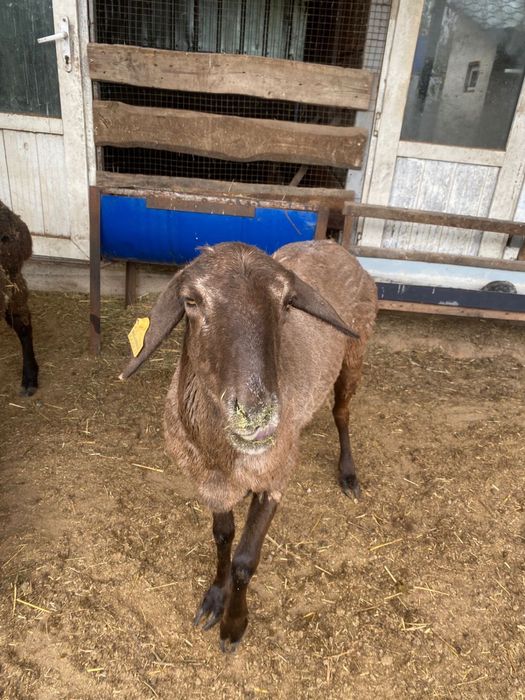 Кой уйдики.