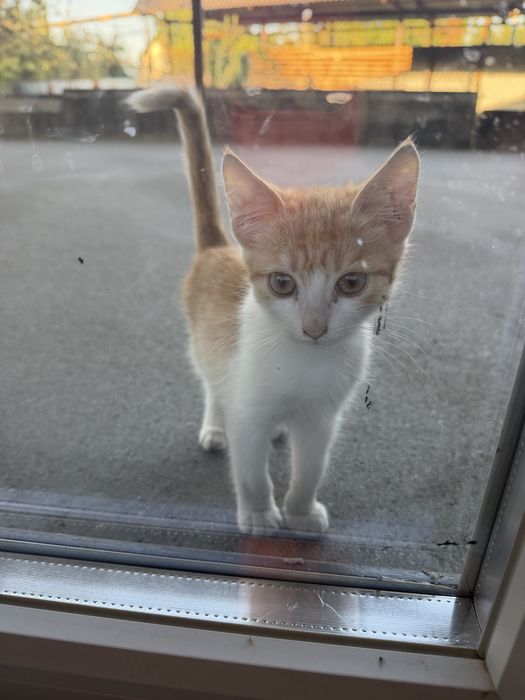 Котята бесплатно