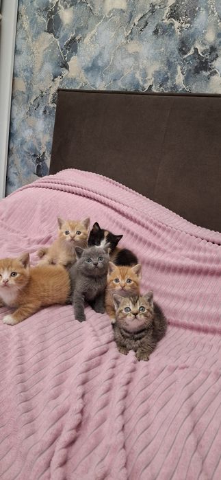 Британские короткошерстные котята
