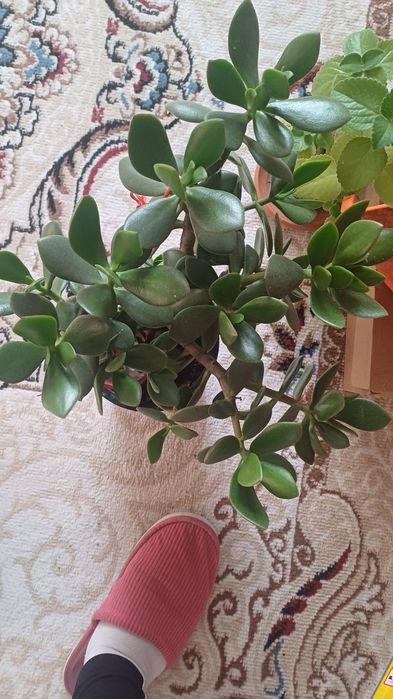 Продам домашние цветы.