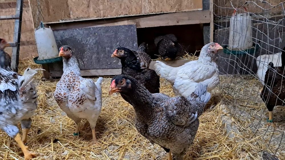 Oua incubat din păsări atent selecționate