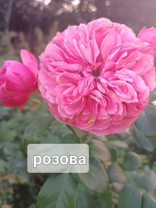 Рози на гол корен