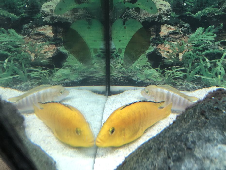 Pesti ciclide africane