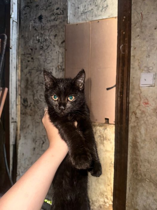 Кошка девочки черный цвет.