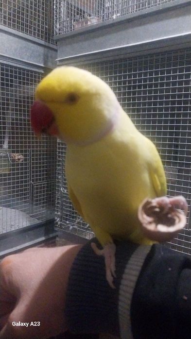 Попугай Ожереловый