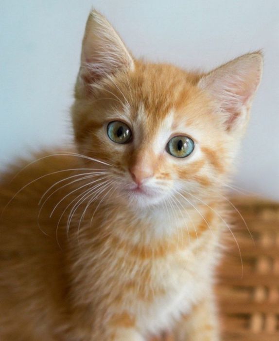Котенок в хорошие руки