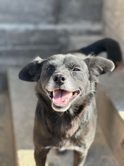 Собаки ищят дом, все стерильны.