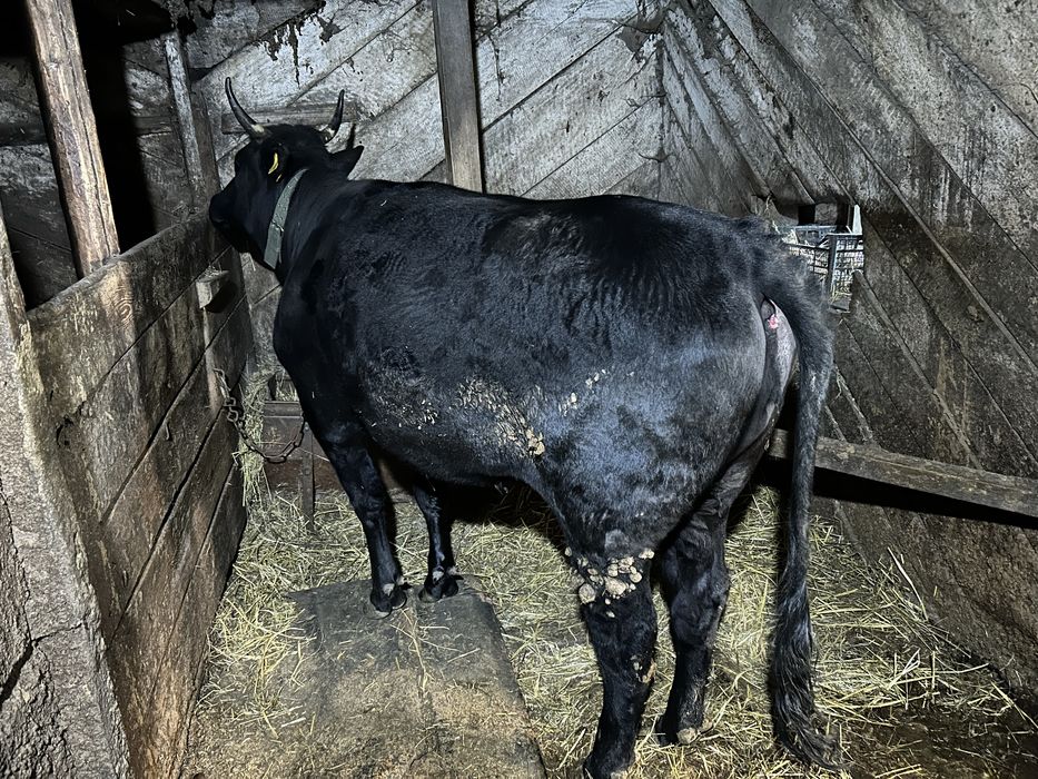 Продам 5 телок 2х летки