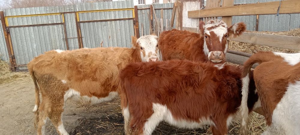 Сиыр. Тайынша соғымға. 3200 ден кг