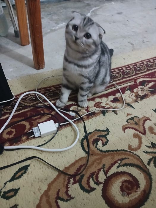 Вязка кота скотишь фолд