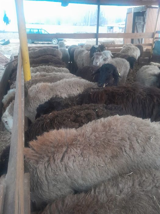 Продам баран женые хорошо