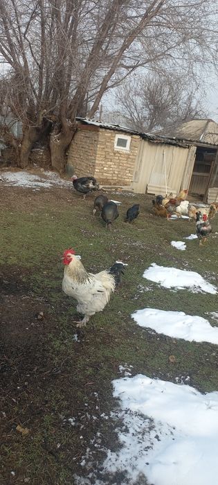 Отличные петухи молодые и шустрые