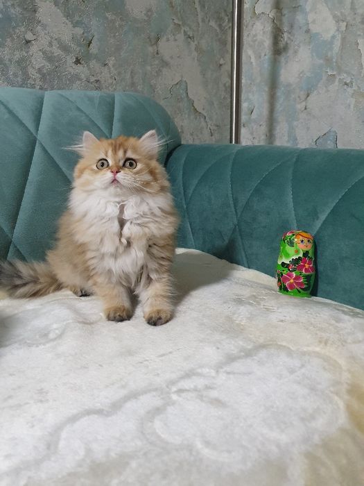 British longhair cu pedigree