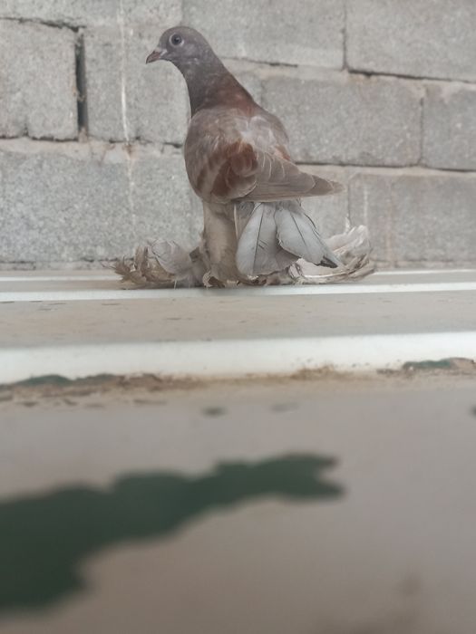 ГОЛбь ПРЕУченный