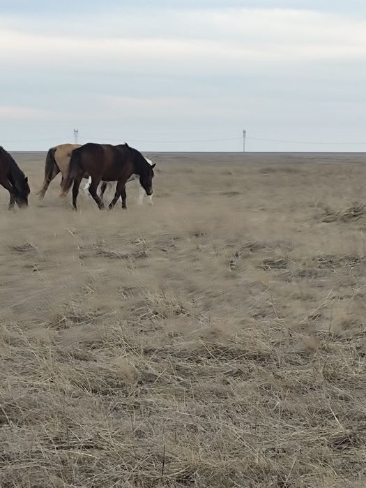 Продам кобылу...