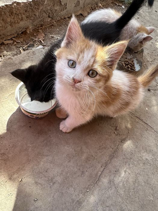 Котята домашние ручные