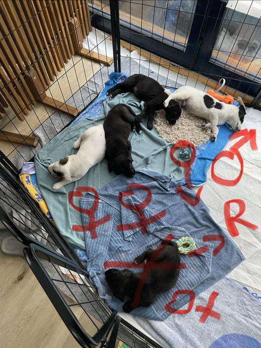 Donez 3 pui de catel