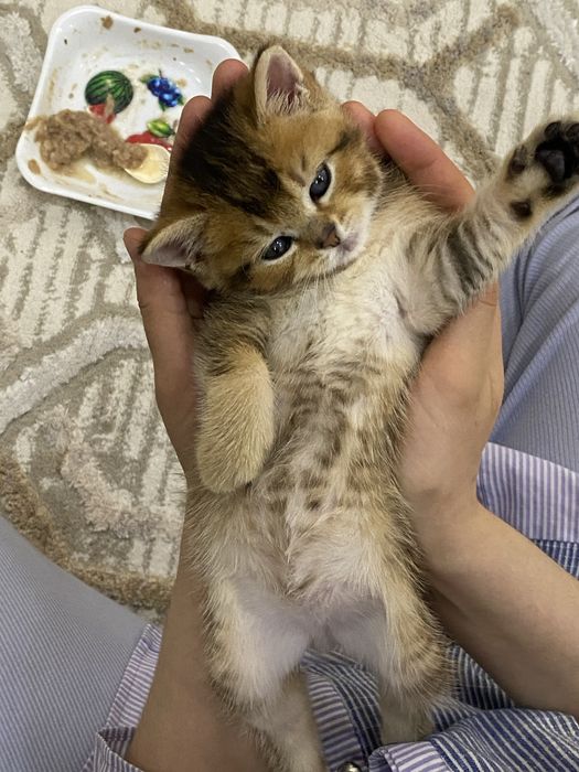 Британские шиншиллы