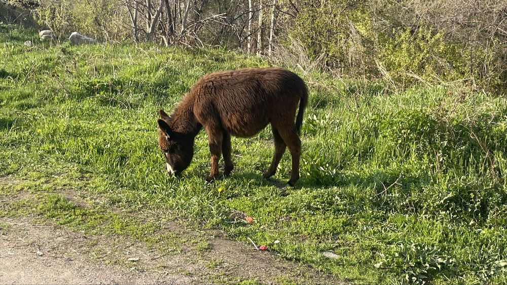 Продается ишак с двумя близнецами!