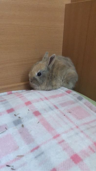 Продам декоративного кролика