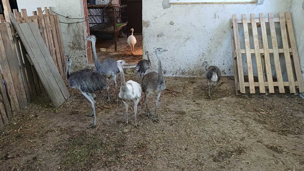 Бели и сиви щрауси Нанду