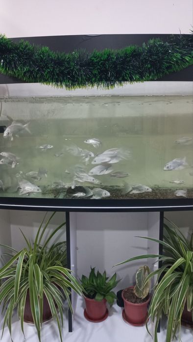 Аквариум баликлари билан сотилади
