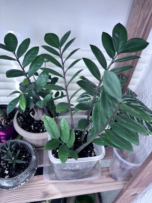 Продам комнатные цветы