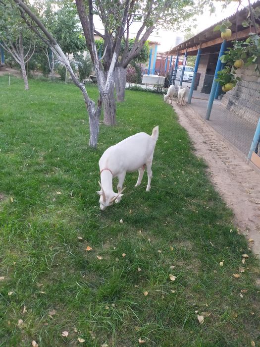 Ешкілер  сатылады. Зааненская