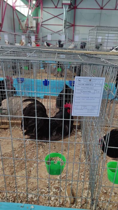 Ouă de incubat, pui australorp