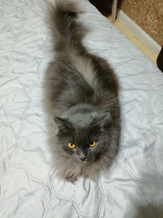 Молодая кошка продам)