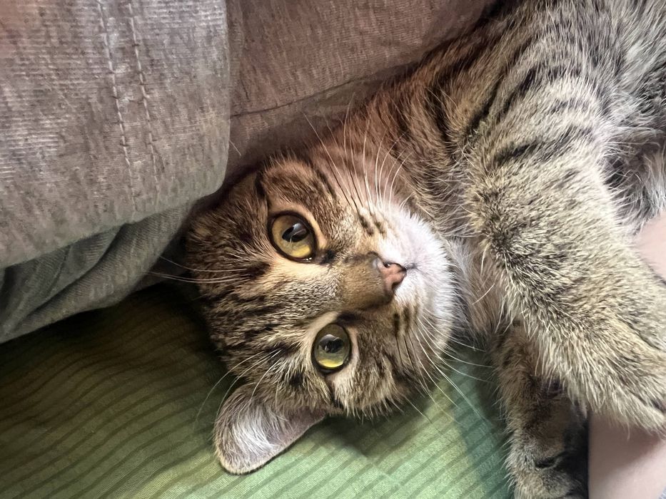 Кошка, 1 годик, привитая