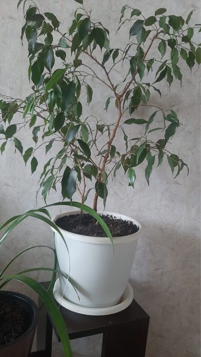 Продам комнатные цветы!