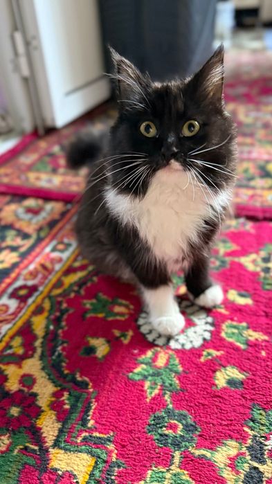 Mushukcha Tekinga beraman. Pushistik