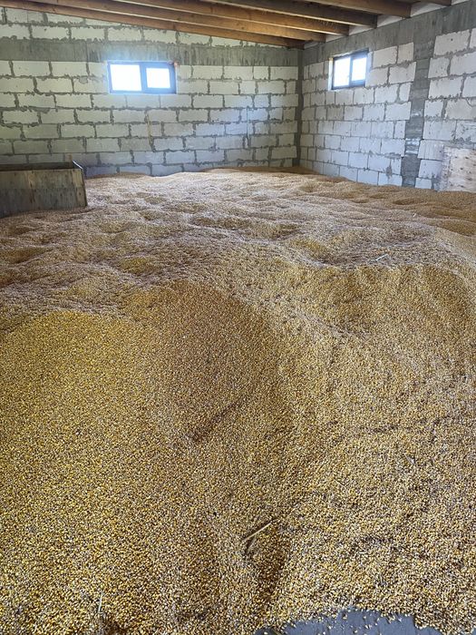 porumb productie proprie