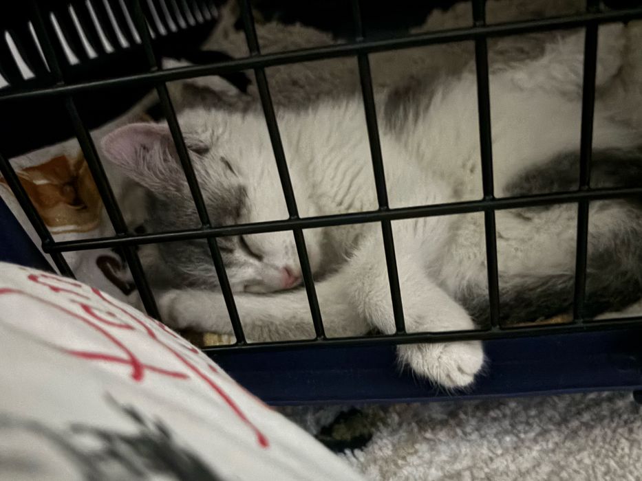 Котенок девочка отдам в хорошие руки