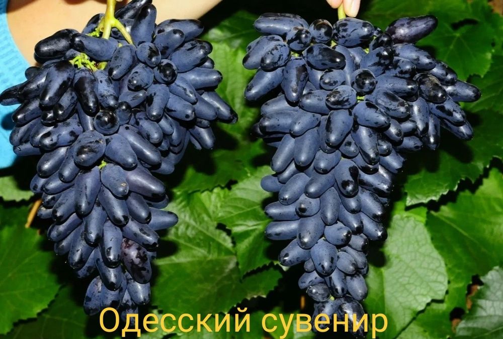 Виноград саженцы европейские сорта