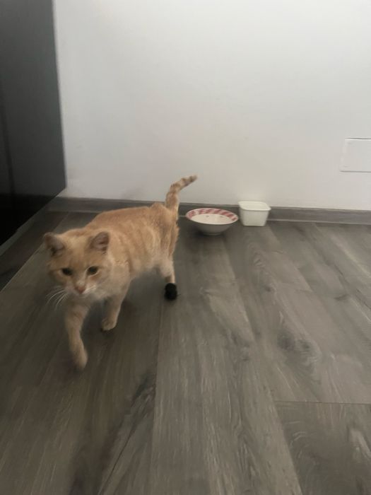 Adoptie pisica speciala