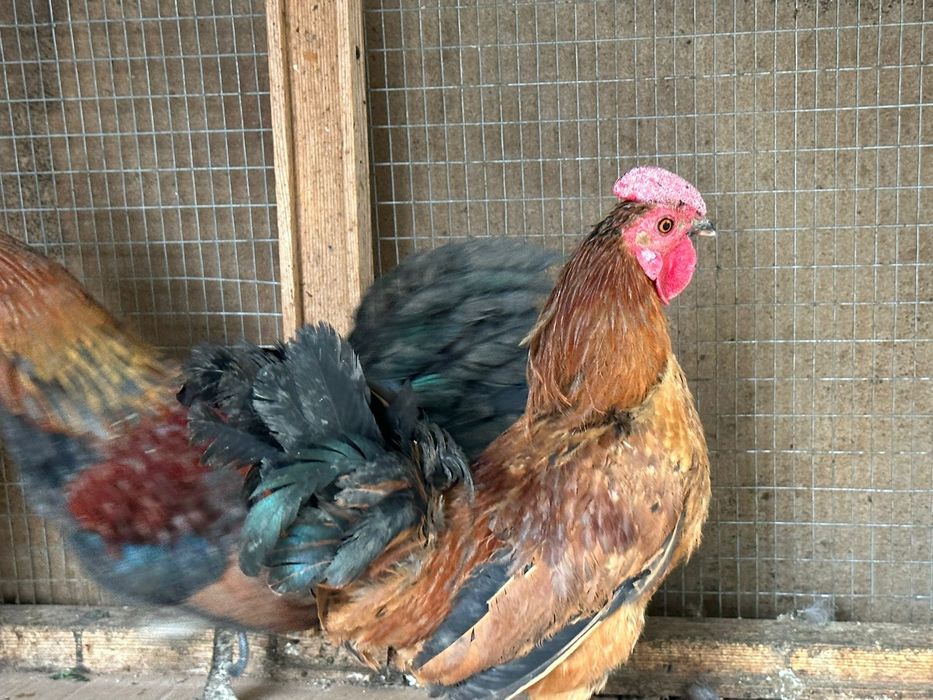 Петухи карликовые