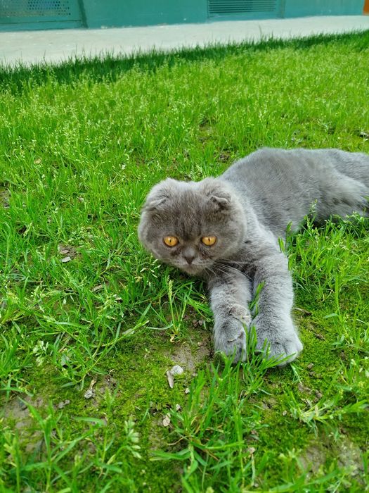 Шотландский вислоухий