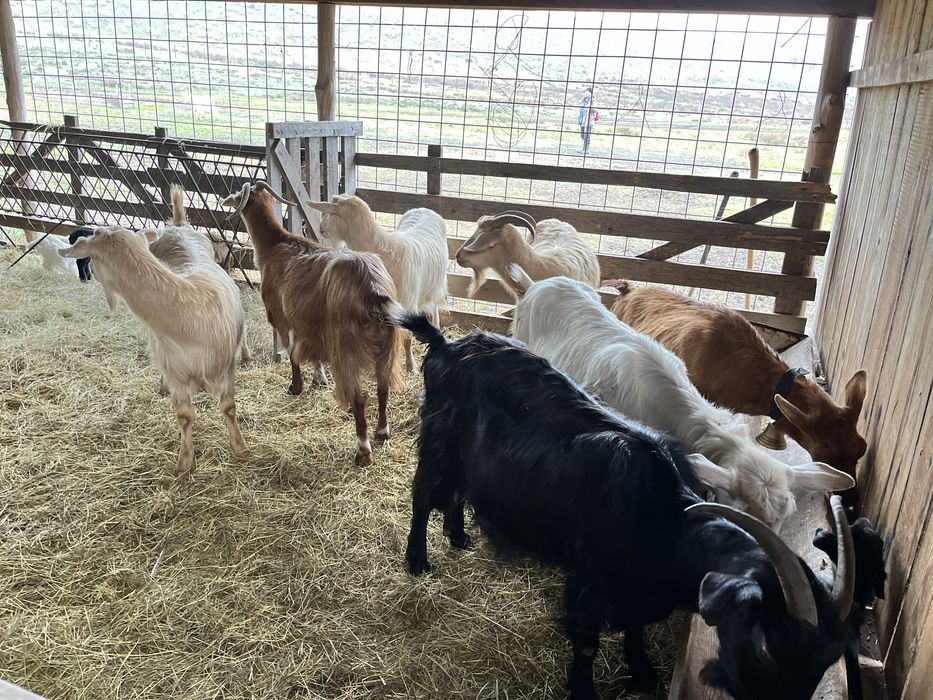 De vanzare capre cu iezi