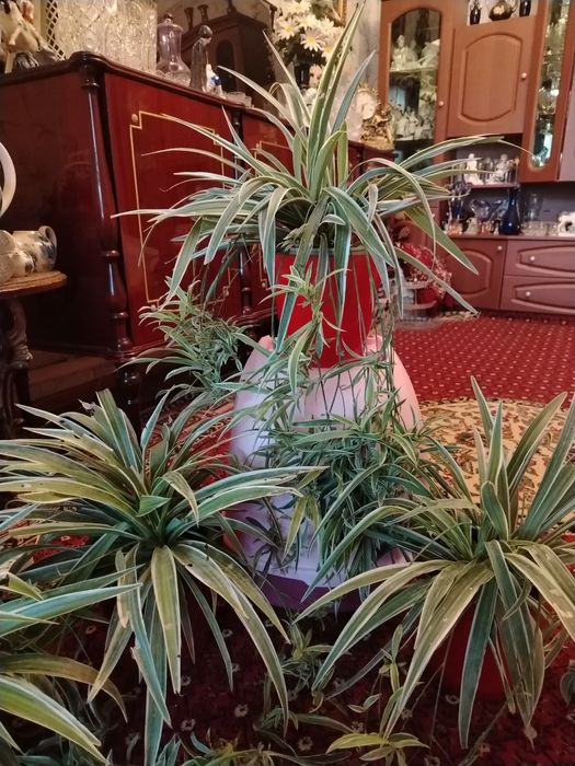 Комнатные цветы. Хлорофитум.