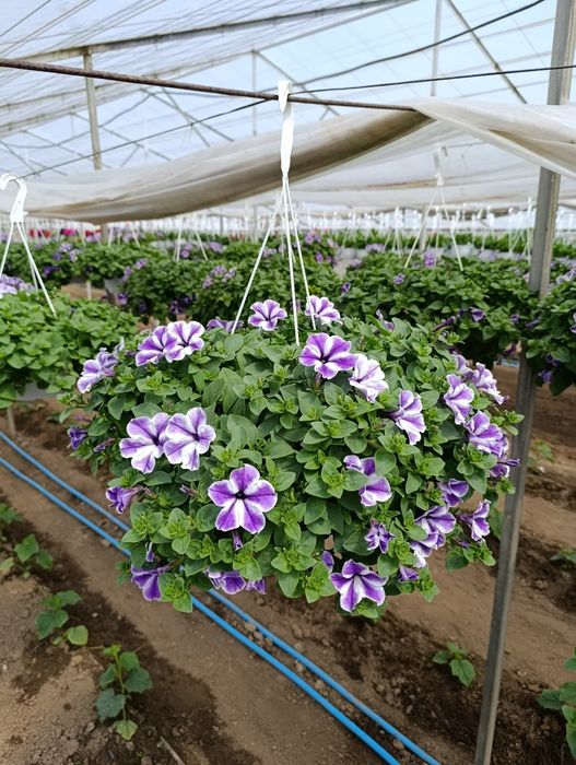 Petunia și mușcate de vânzare