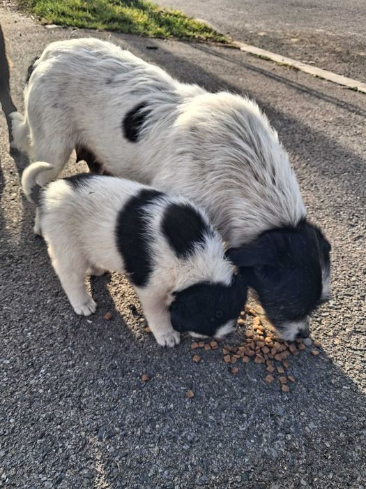 Căței , talie mica ptr adoptie