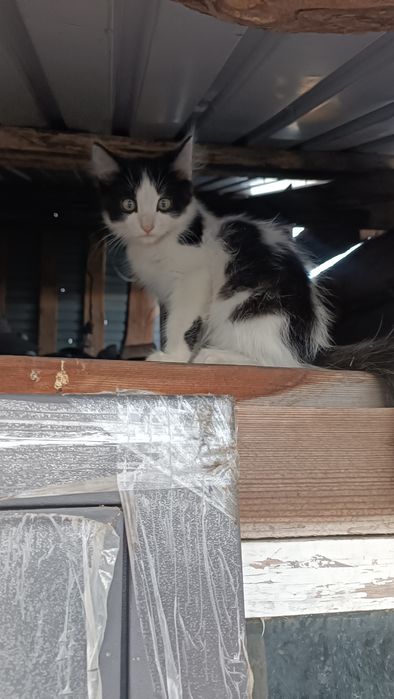 Отдам котят срочно