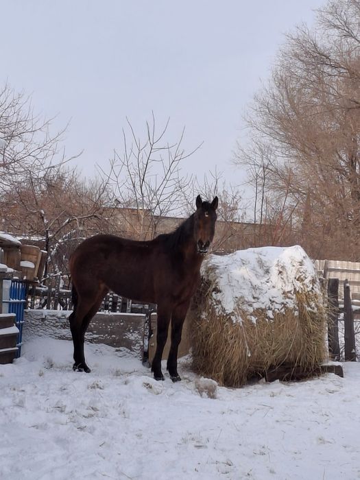 Таза ағылшын байтал сатылады.
