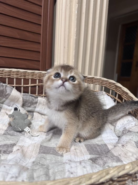 Продаются котята Шотландской  породы! Девочки !