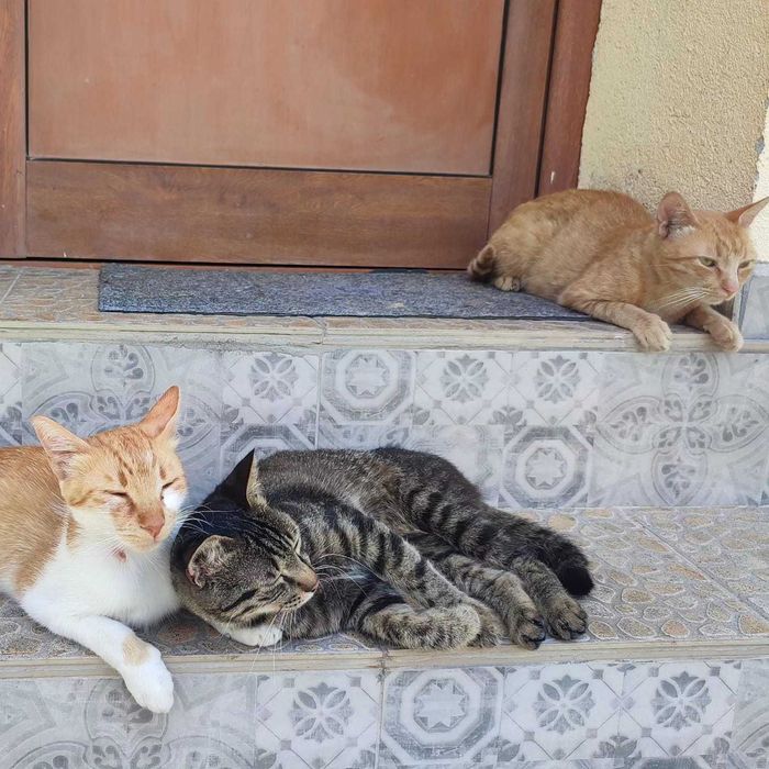 Котки давам безплатно.