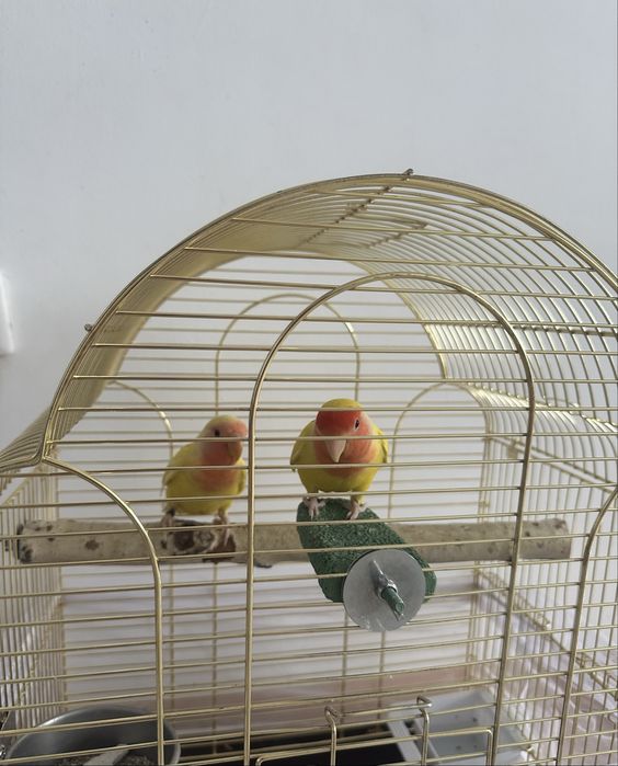 Продам пару попугаев неразлучников с клеткой