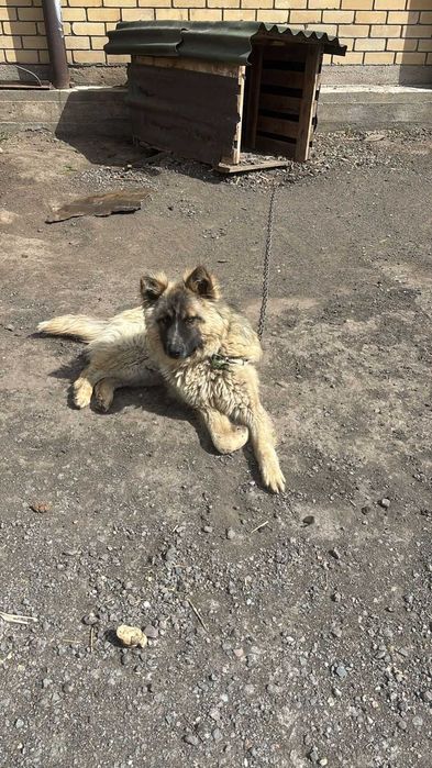 Отдам в хорошие руки