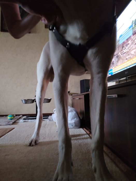 Шлейка и ошейник 50 см длина для собак